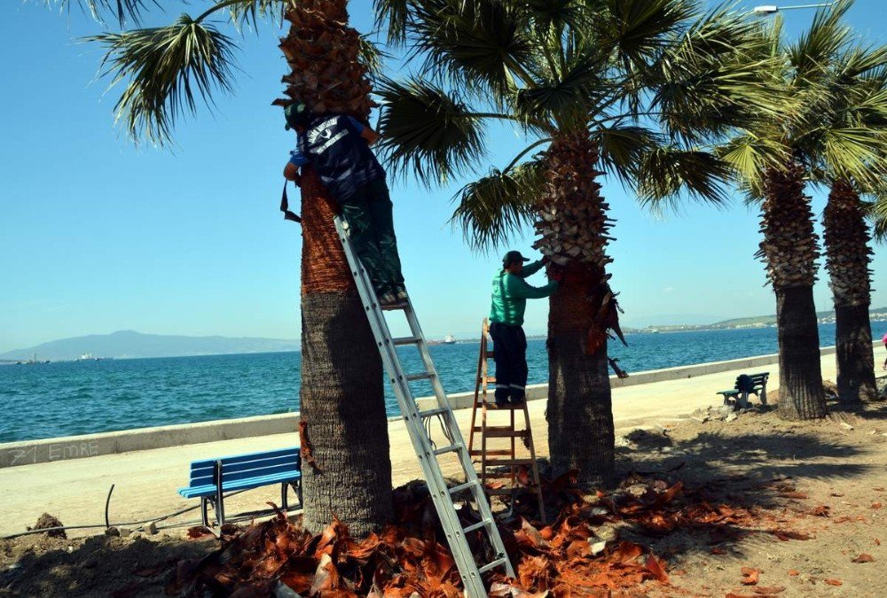 Aliağa’da Palmiyelere Bahar Makyajı