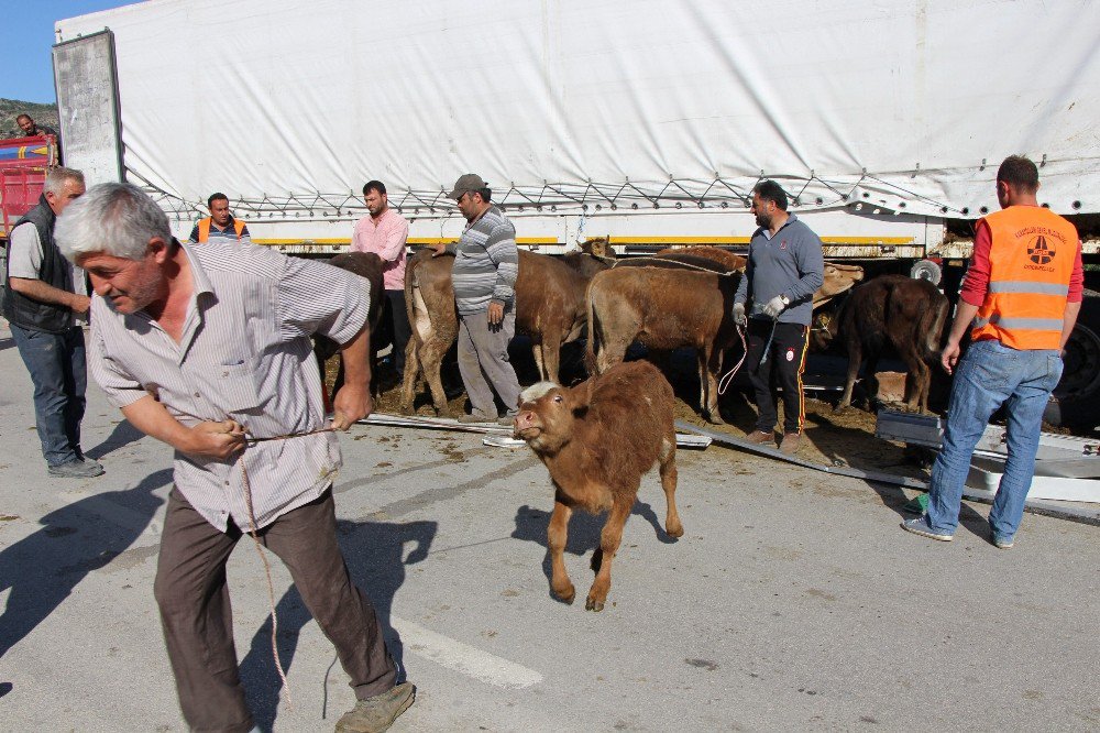 Amasya’da Çarpışan 2 Tırdaki Hayvanlar Yola Savruldu