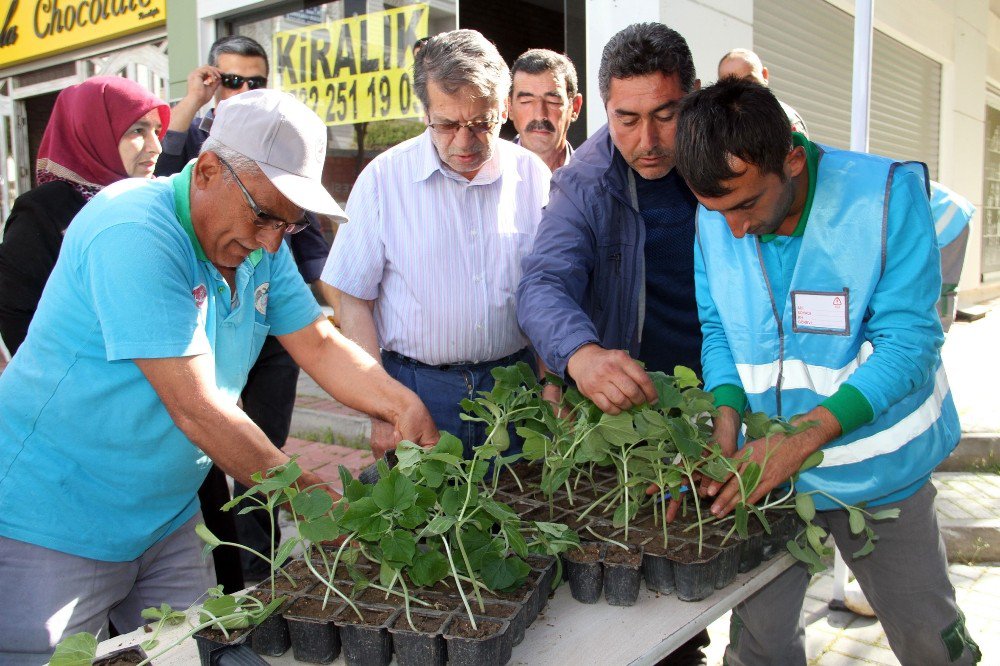 Alanya’da 10 Bin Adet Su Kabağı Fidesi Ücretsiz Olarak Dağıtıldı