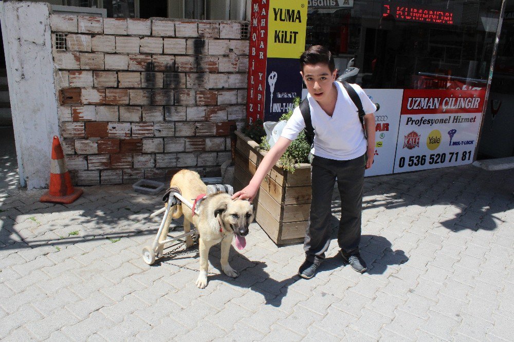 Duyarlı Esnaftan Felçli Köpeğe Yürüteç