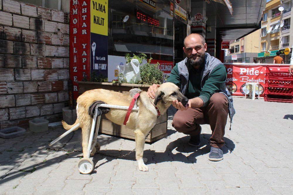 Duyarlı Esnaftan Felçli Köpeğe Yürüteç