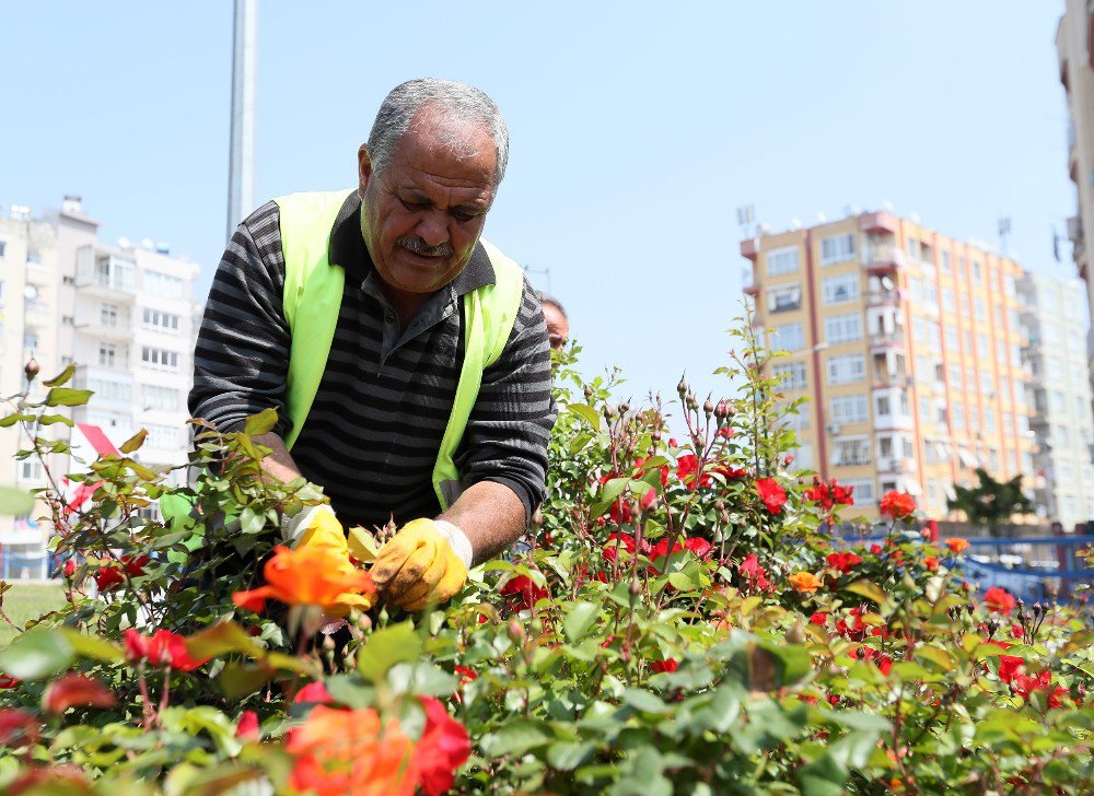 Mersin Çiçeklendi