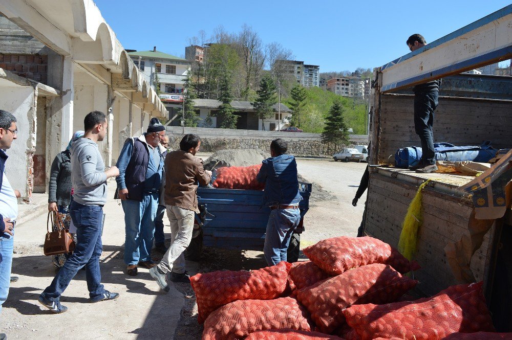 Ordu Büyükşehirden Patates Üretimine Destek