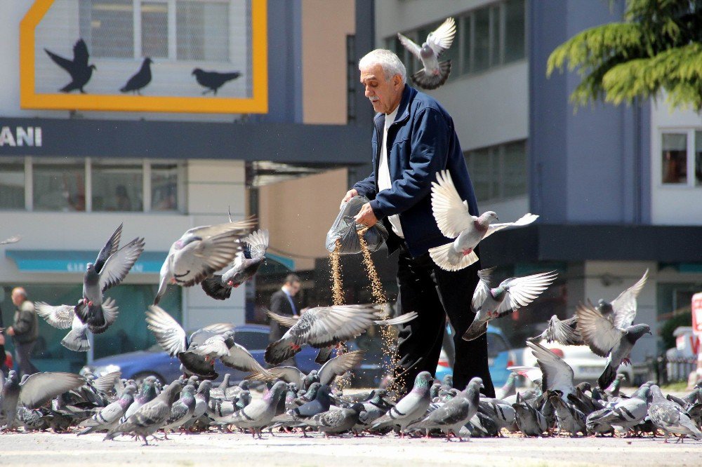 Her Gün Kilolarca Yem Satın Alıp Yabani Güvercinleri Besliyor