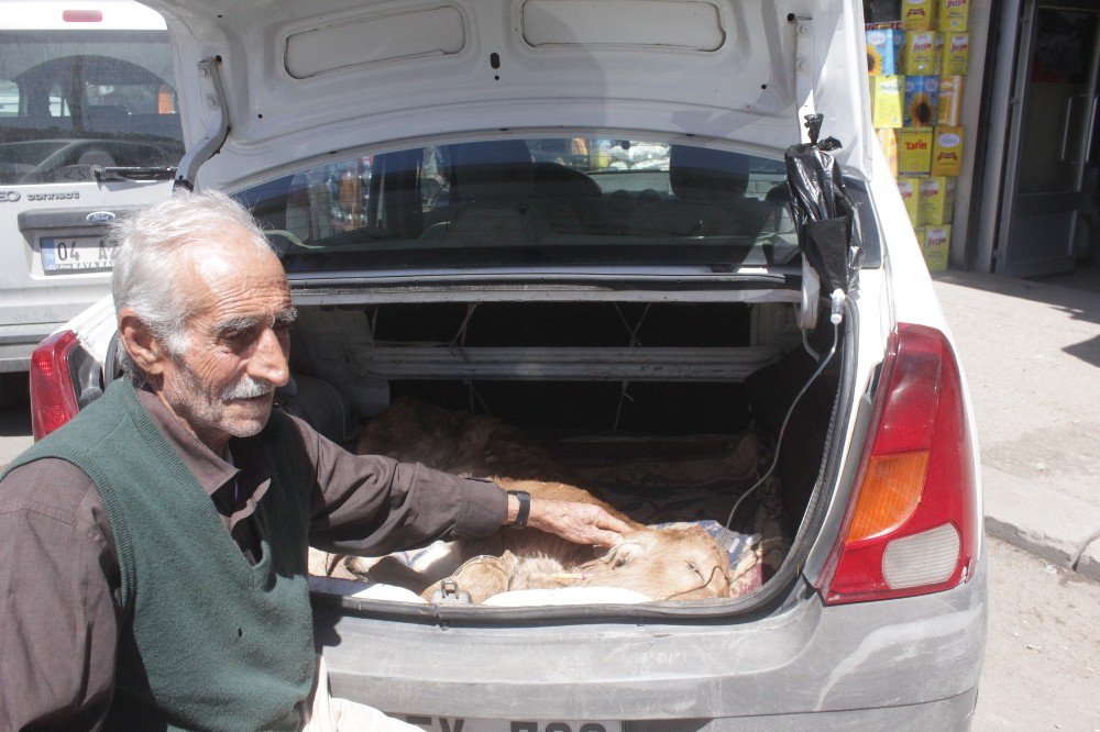 Ağrı’da Hasta Olan Buzağıyı 30 Kilometre Taşıyarak Tedavi Ettirdi