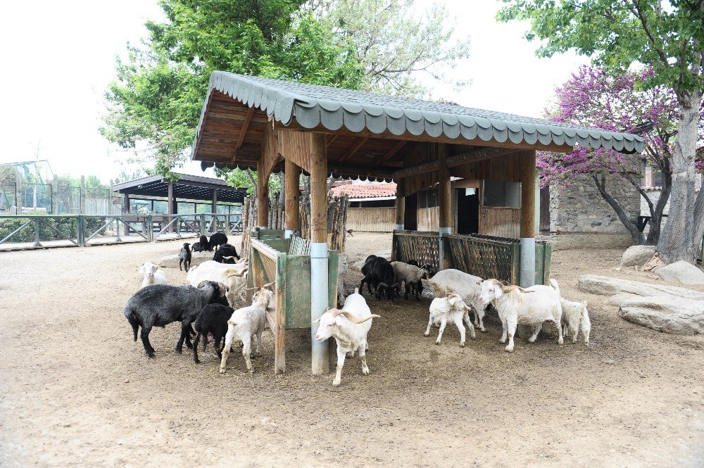 Türk Köyündeki Nadir Koyun Ve Keçiler Bahara Hazırlandı