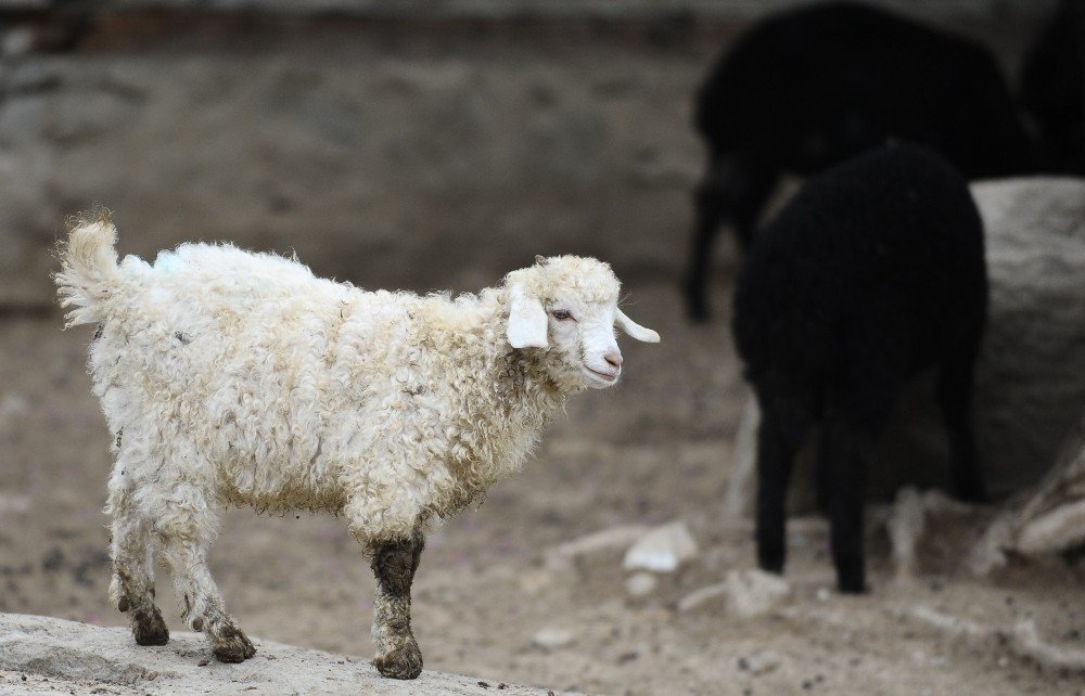 Türk Köyündeki Nadir Koyun Ve Keçiler Bahara Hazırlandı