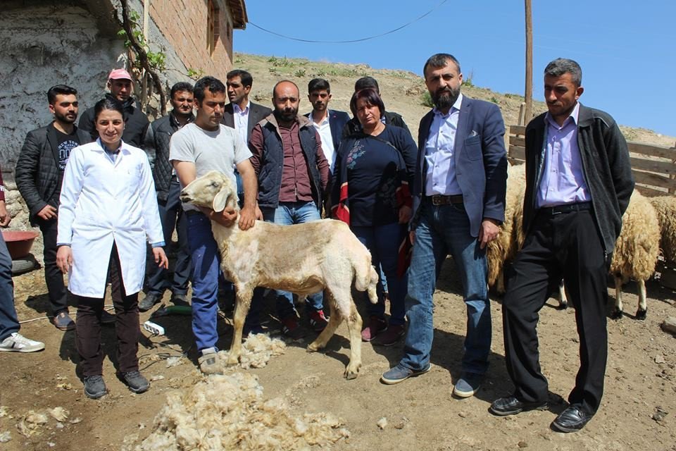 Malatya’da Koyun Kırkım Kursu