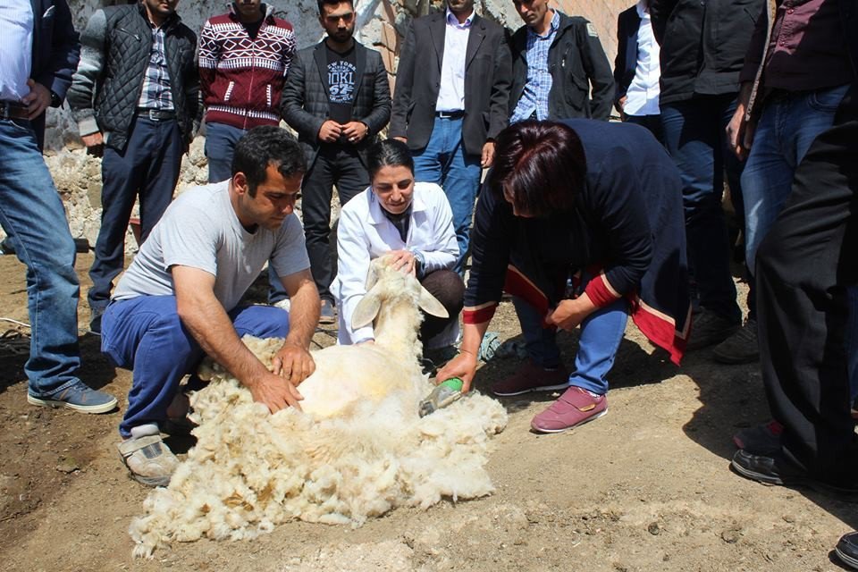 Malatya’da Koyun Kırkım Kursu