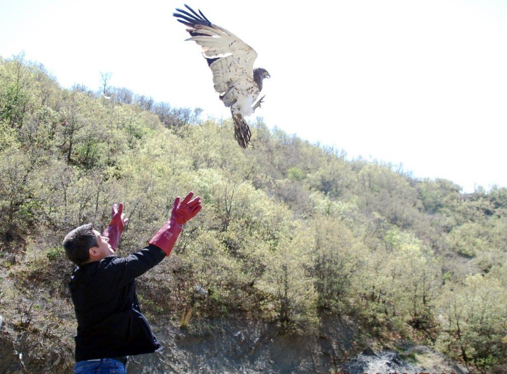 Tedavi Edilen Yılan Kartalı Doğaya Salındı