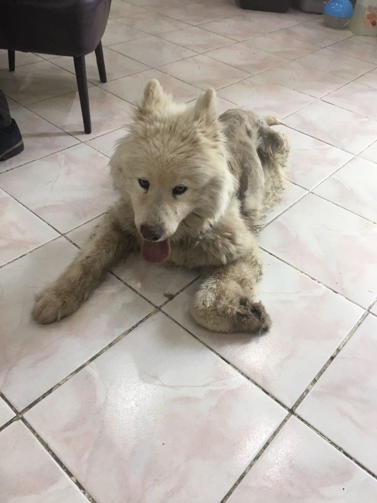 Ölmek Üzere Bulunan Cins Köpek Yeniden Hayata Döndü