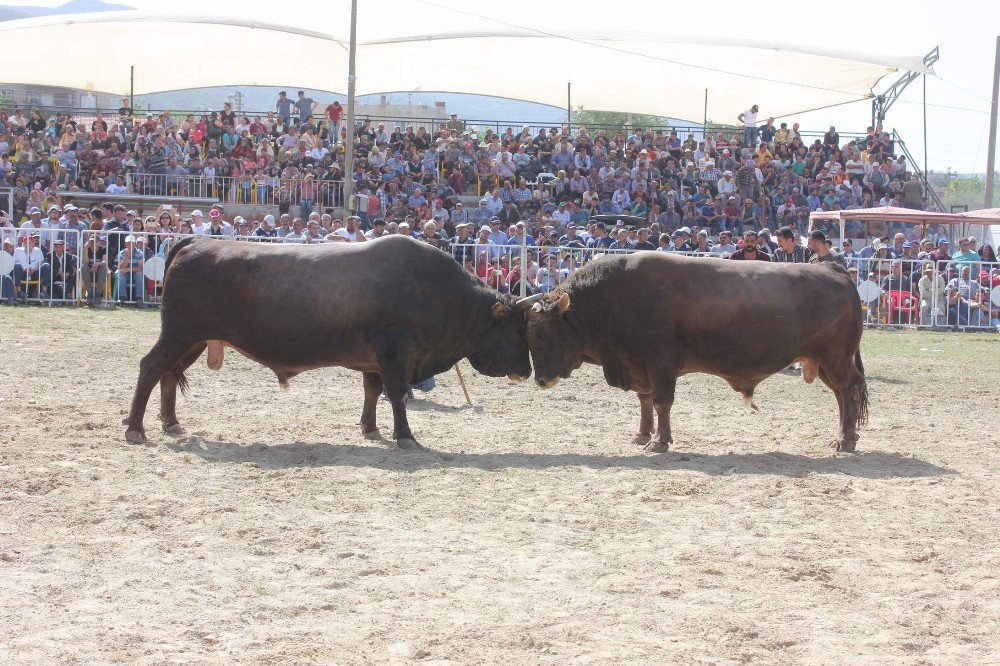 Ege’de Boğalar Arenaya İndi