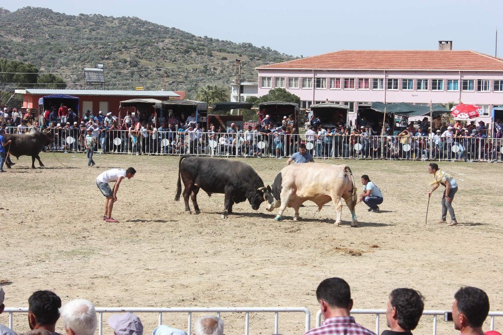 Ege’de Boğalar Arenaya İndi