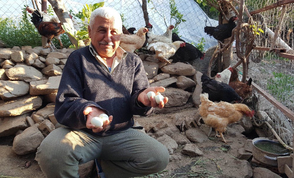 Bahar Geldi, Yumurtanın Rengi Değişti