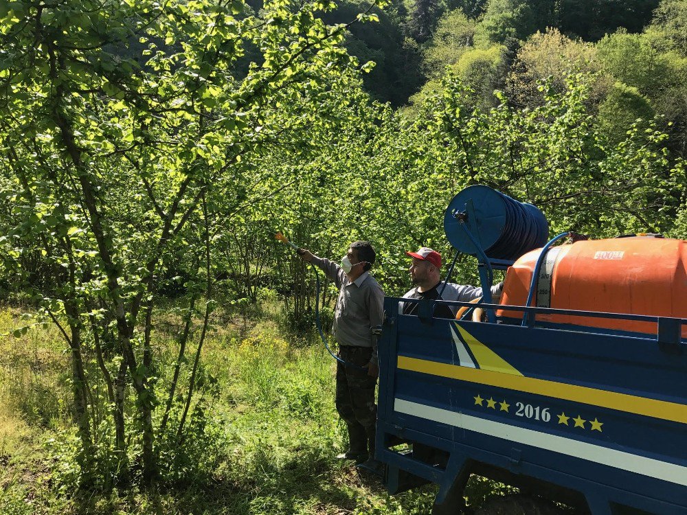 Fındık Üreticileri Hastalıkla Mücadele Ediyor