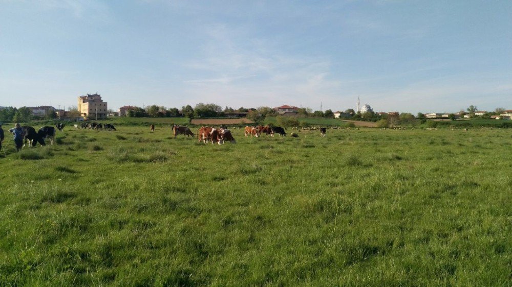 Tekirdağ’da Mera Islah Çalışmaları