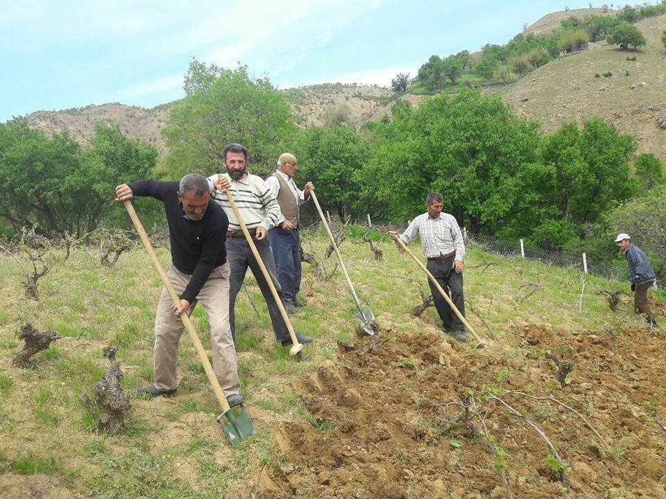 Kulp’ta, Bağ Belleme Dönemi Başladı