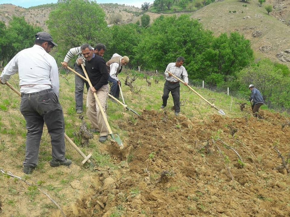 Kulp’ta, Bağ Belleme Dönemi Başladı