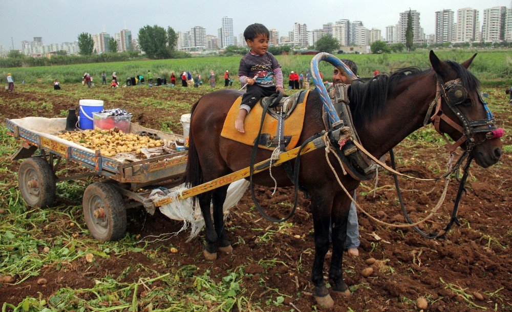 Başak Toplamak İçin Traktörlerle Patates Tarlasına Akın Ettiler