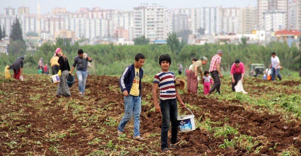 Başak Toplamak İçin Traktörlerle Patates Tarlasına Akın Ettiler