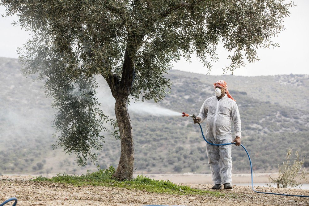 Zeytin Üreticisinin Belini Büken Hastalığa Karşı İlaç Dağıtıldı