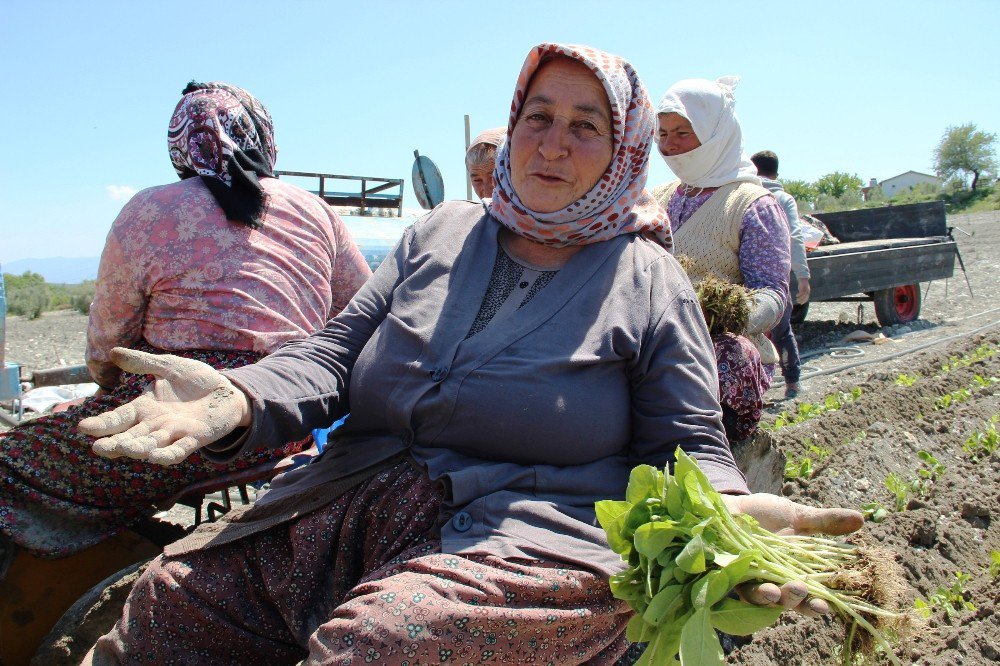 Zahmeti Çok, Ekimi Zor Tütün Toprakla Buluşuyor