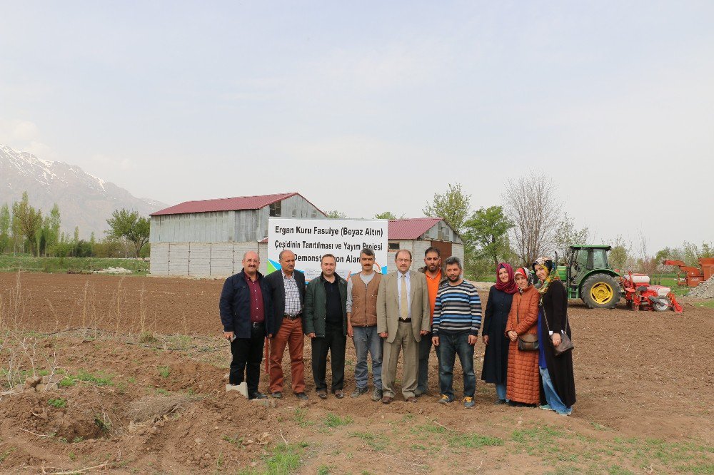 Ergan Fasulyesi Demonstrasyon Çalışmaları Başladı