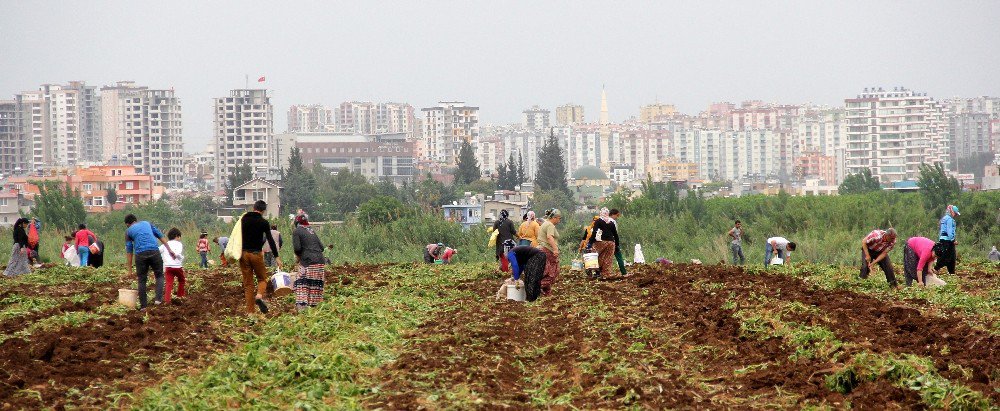 Patates Başakçıları Polise Rağmen Tarladan Çıkmadı