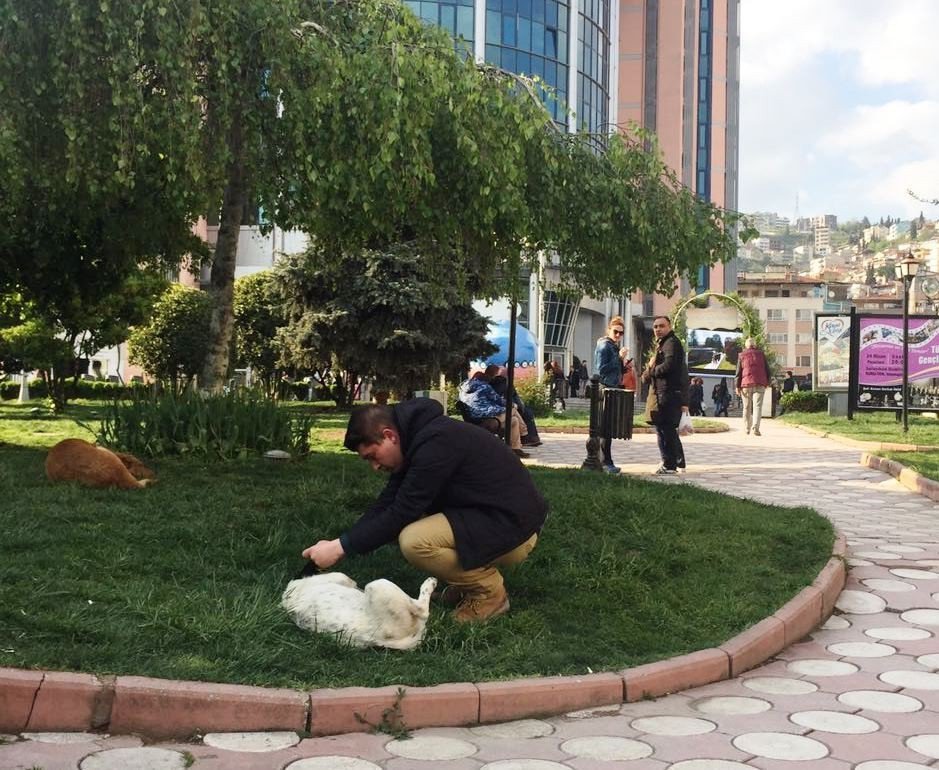 İzmit’te Sokak Köpeklerine Kene Kontrolü