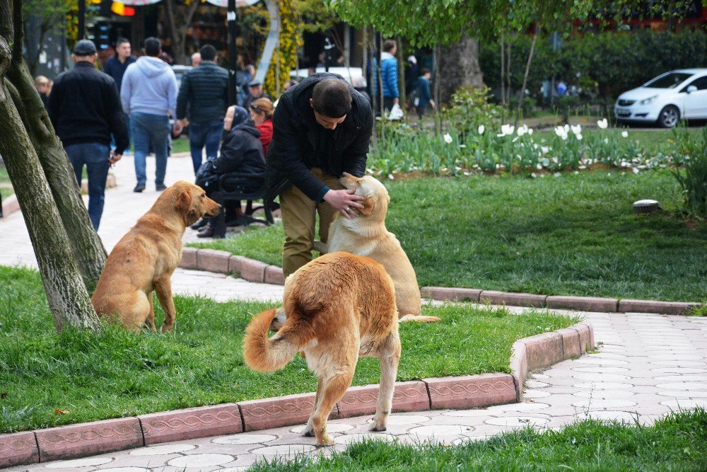 İzmit’te Sokak Köpeklerine Kene Kontrolü