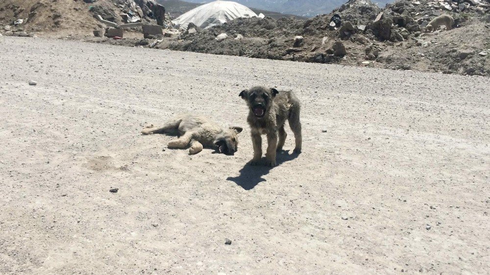 Yavru Köpek Ölen Kardeşinin Yanından Ayrılmadı