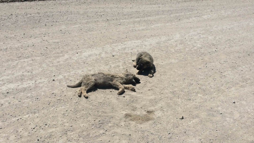 Yavru Köpek Ölen Kardeşinin Yanından Ayrılmadı