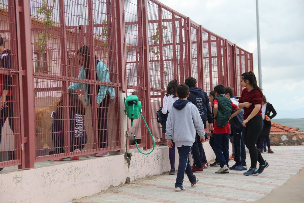 Öğrenciler, Koruma Altına Alınan Sokak Hayvanlarını Ziyaret Etti