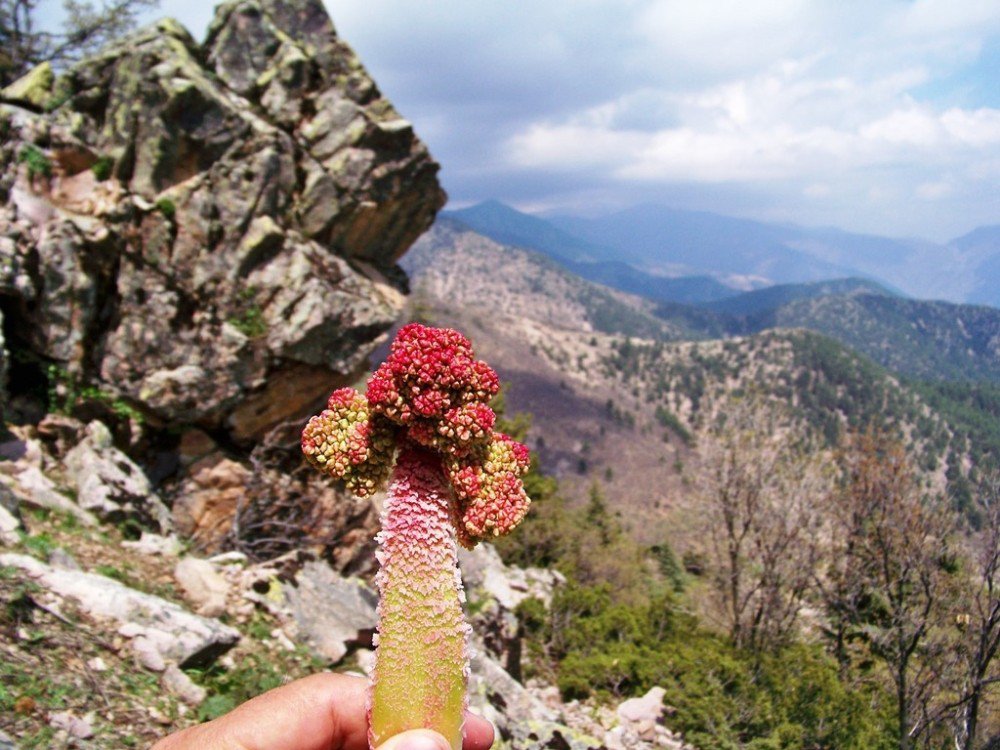 Amanoslarda "Yayla Muzu" Zamanı