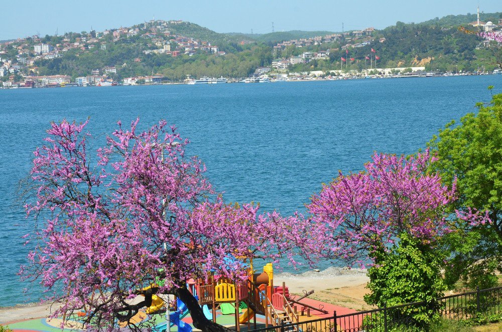 İstanbul’da Baharın Müjdecisi Erguvanlar Havadan Görüntülendi