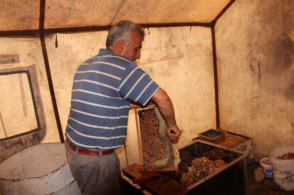 Arıcılar Hasattan Sonra Göç Edecek