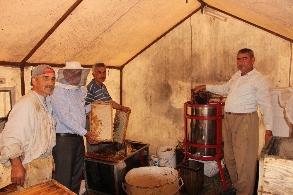 Arıcılar Hasattan Sonra Göç Edecek