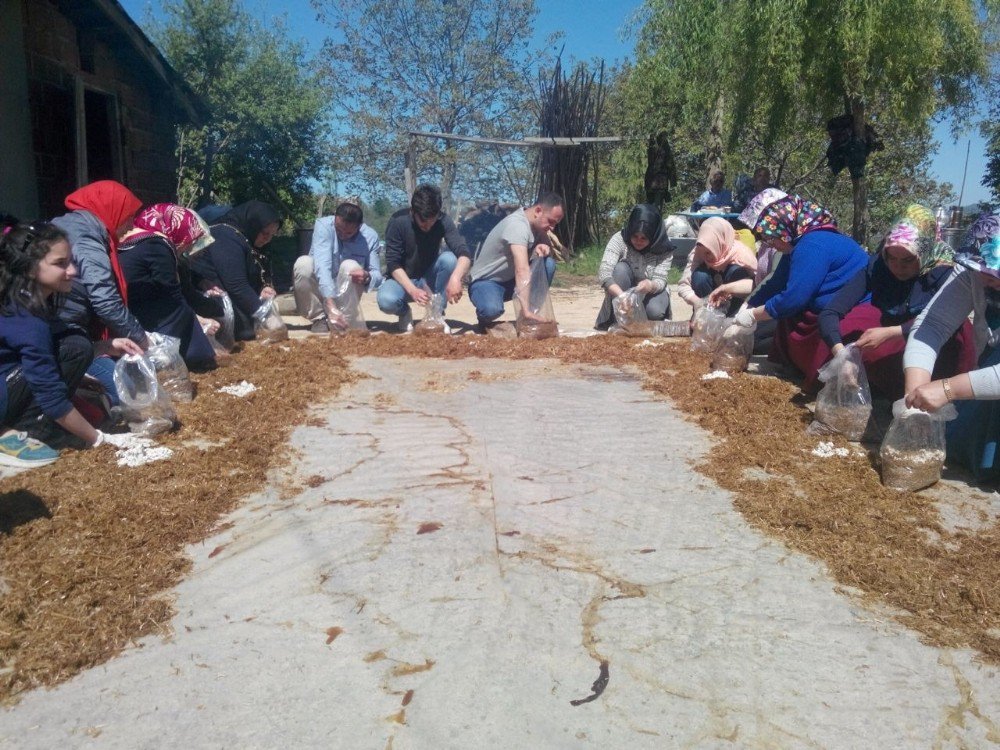 Ordu’da Mantar Yetiştiriciliği Kursu Açıldı