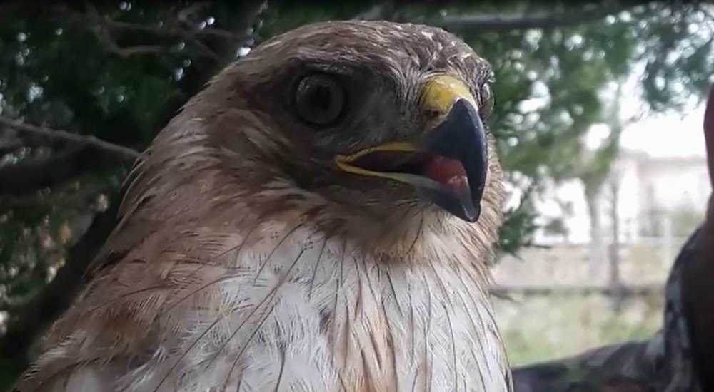 Kanadı Kırık Yavru Şahin Koruma Altına Alındı