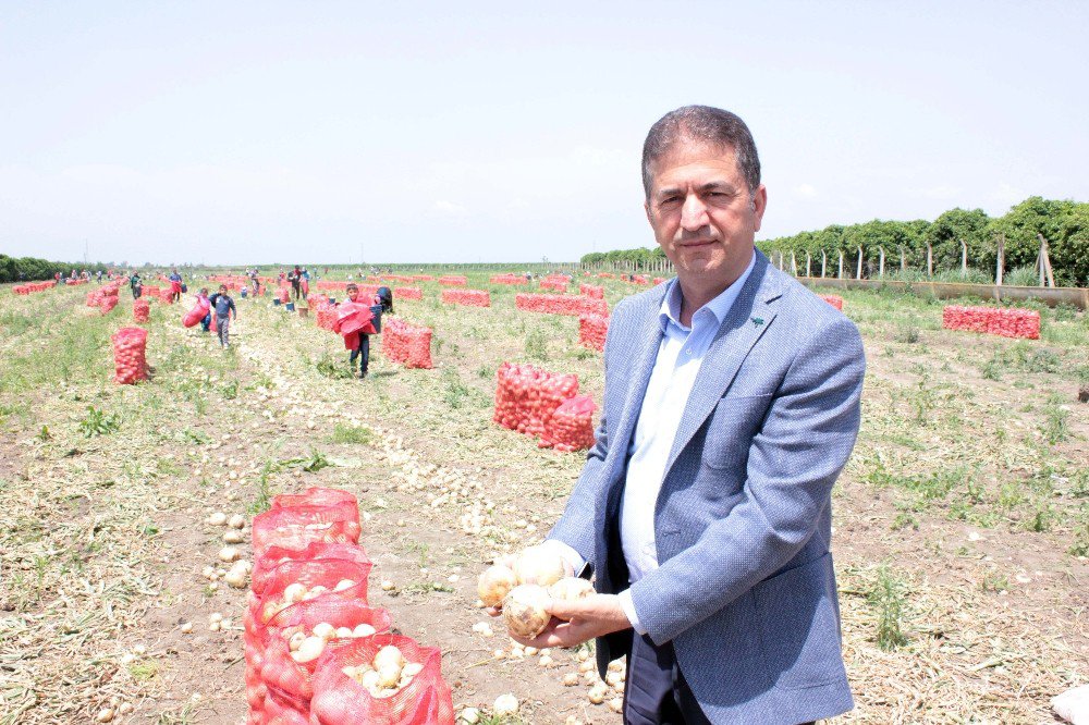 Rusya’nın Alım Yasağını Kaldırdığı Soğanda İlk Hasat