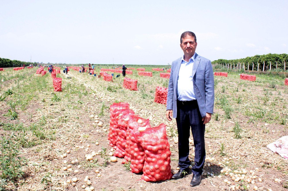 Rusya’nın Alım Yasağını Kaldırdığı Soğanda İlk Hasat