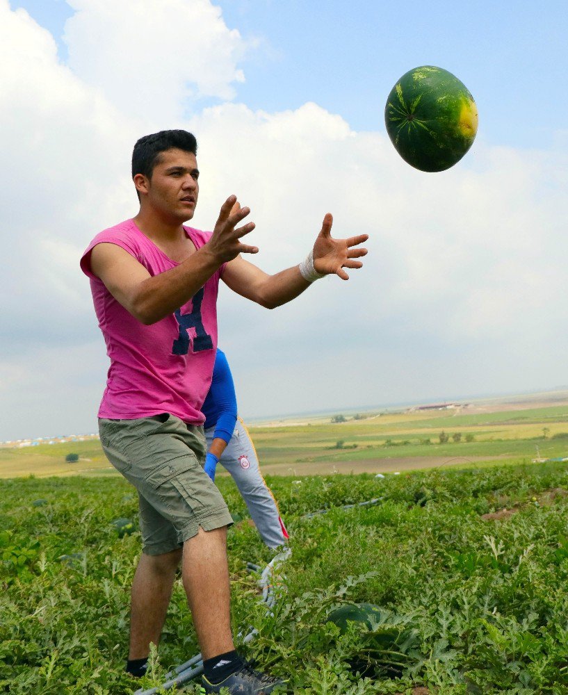 Adana’da Turfanda Karpuz Hasadı Başladı