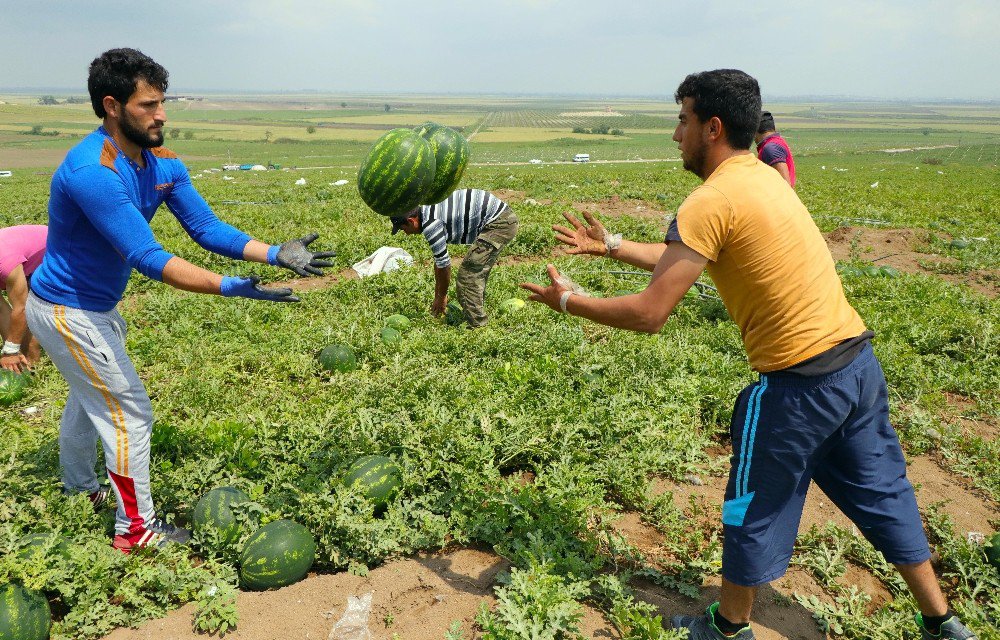 Adana’da Turfanda Karpuz Hasadı Başladı