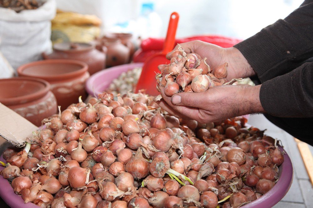 Ahlat’ta Kıska Tohumu Revaçta