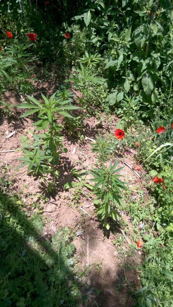 Alanya’da 36 Kök Hint Keneviri Ve Ruhsatsız Av Tüfeği Ele Geçirildi