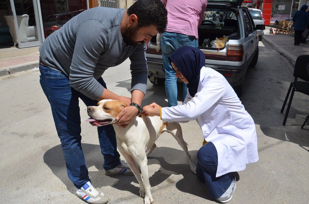 Bozüyük’te 304 Sahipli Köpek Aşılandı