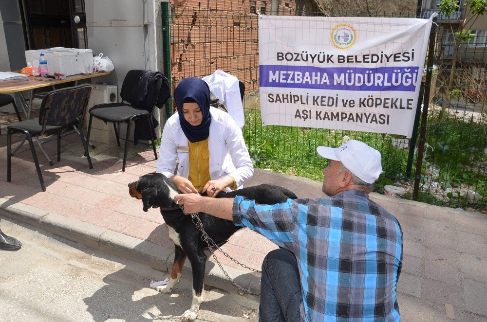 Bozüyük’te 304 Sahipli Köpek Aşılandı