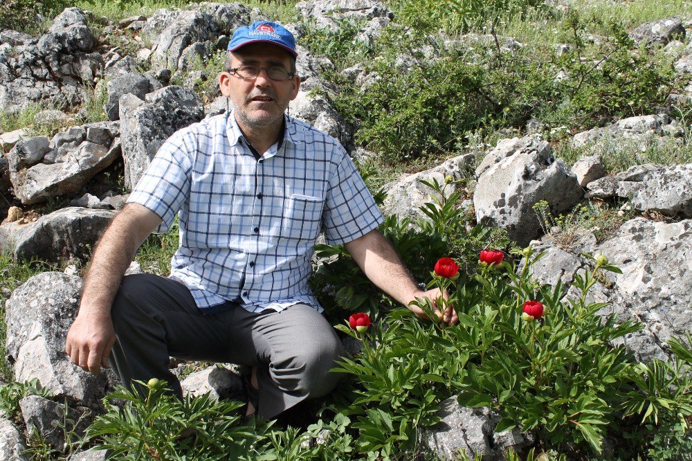 Kan Çiçekleri Görenleri Büyülüyor