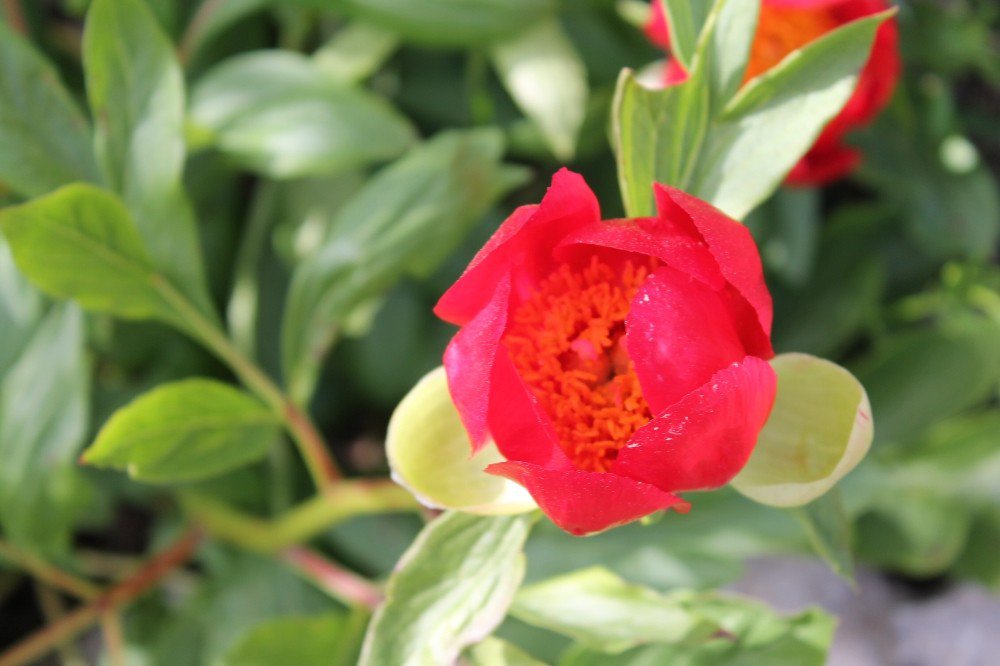 Kan Çiçekleri Görenleri Büyülüyor