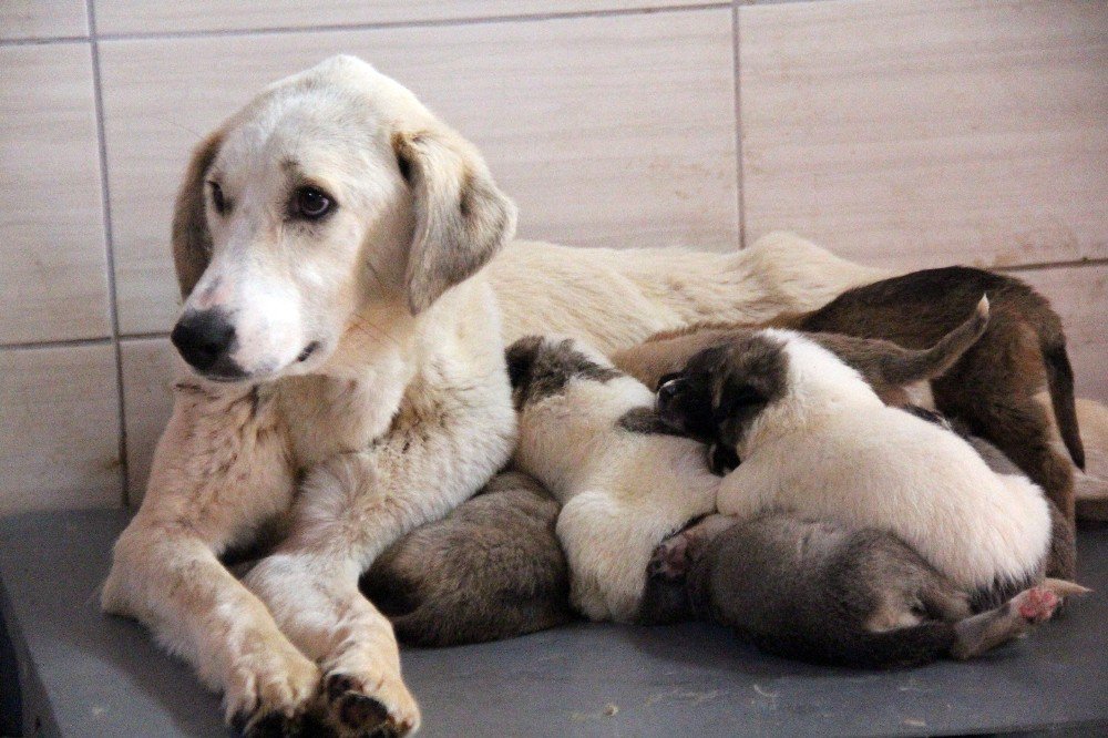 Köpek’ten ’Annelik’ Dersi